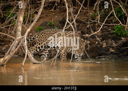 Une Jaguar de Nord Pantanal, Brésil Banque D'Images