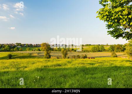 Vue sur les champs et le bétail au printemps lumière du soir dans le nord de l'Eifel près d'Aix-la-Chapelle, Allemagne avec Stolberg en arrière-plan. Banque D'Images