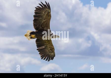 Aigle à queue blanche, Haliaeetus albicilla en vol. Banque D'Images
