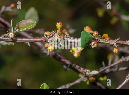 Grande orme Berry, Cotonoaster cambricus, en fleur sur la Grande orme, pays de Galles, Banque D'Images