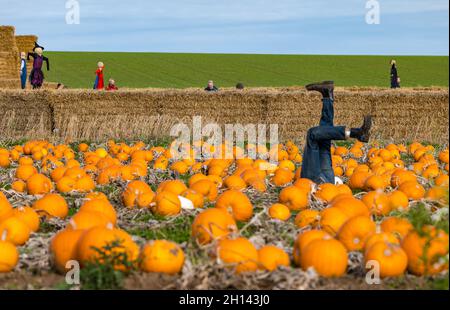 East Lothian, Écosse, Royaume-Uni, 16th octobre 2021.Le potiron patch ouvre à la ferme Kilduff : le festival annuel de la potiron commence aujourd'hui à la ferme avec des machines à sous à réserver pour que les visiteurs puissent choisir des citrouilles d'Halloween ou des variétés culinaires.Environ 60 000 citrouilles ont été récoltées à partir de 20 000 semis plantés au début de juin Banque D'Images