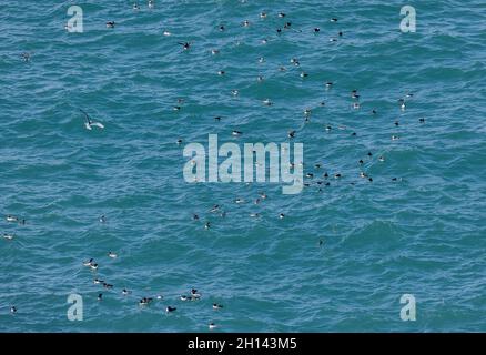 Auks - Puffins, Guillemots et Razorbills - flottant au large de Skomer, dans le parc national de la côte de Pembrokeshire, dans l'ouest du pays de Galles. Banque D'Images