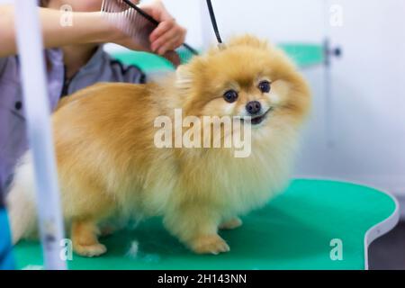 Une jeune femme peigne et sèche la fourrure du chien, s'occupe d'un chiot dans le salon de personnes, de travail, de profession et de soins aux animaux. Banque D'Images