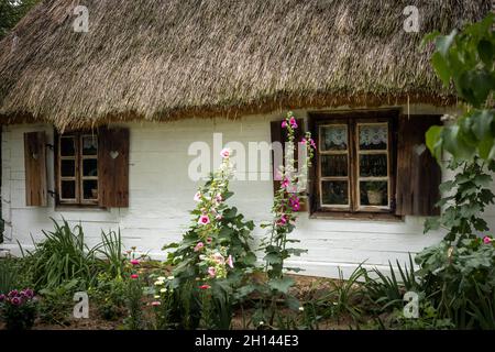 Sierpc, Pologne - 23 juillet 2021 : maison traditionnelle en bois blanc avec toit de chaume, entourée d'arbres.Fenêtres avec volets.Fleurs Hollyhock Banque D'Images