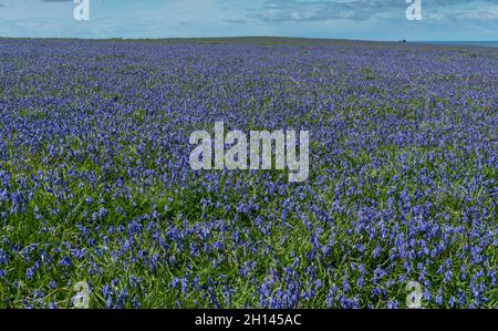 Masses de Bluebells sur le côté nord de l'île Skomer, parc national de la côte de Pembrokeshire, pays de Galles de l'Ouest. Banque D'Images