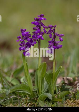 Groupe d'orchidées à ailes vertes, Anacamptis morio, dans un ancien pâturage, Dorset. Banque D'Images