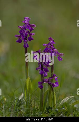 Groupe d'orchidées à ailes vertes, Anacamptis morio, dans un ancien pâturage, Dorset. Banque D'Images