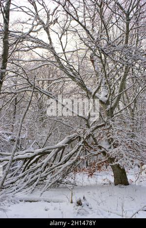 Forêt, paysage hivernal enneigé en Auvergne, Puy-de-Dome Banque D'Images