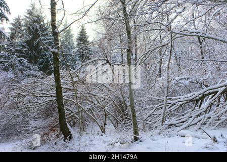 Forêt, paysage hivernal enneigé en Auvergne, Puy-de-Dome Banque D'Images