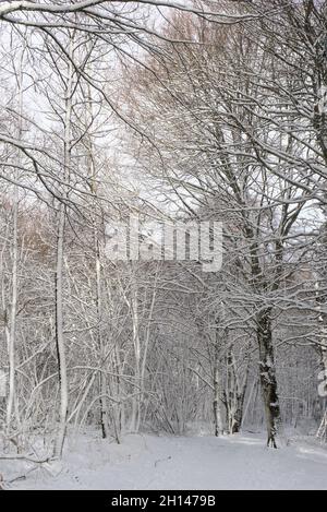 Forêt, paysage hivernal enneigé en Auvergne, Puy-de-Dome Banque D'Images