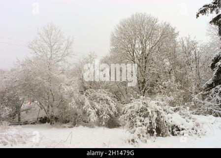 Forêt, paysage hivernal enneigé en Auvergne, Puy-de-Dome Banque D'Images