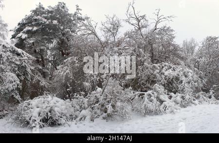 Forêt, paysage hivernal enneigé en Auvergne, Puy-de-Dome Banque D'Images