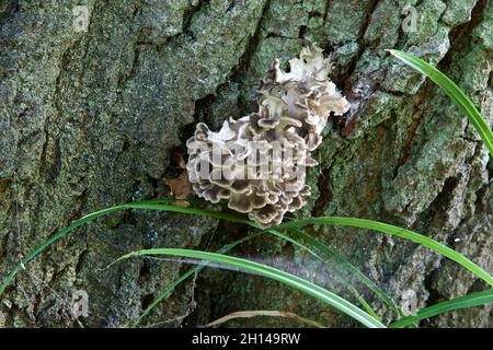Champignons - Hen des bois (Grifola frondosa) Banque D'Images