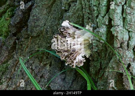 Champignons - Hen des bois (Grifola frondosa) Banque D'Images