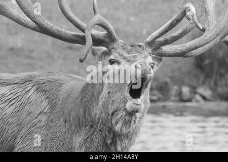 Red Stag Deer anglais présentant des bois, aboyant, hurlant et appelant, en ornières, en saison de reproduction. Woburn, Angleterre. Banque D'Images