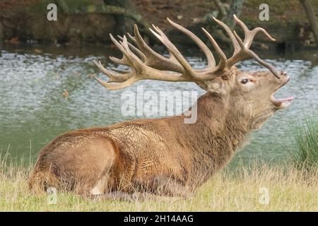 Red Stag Deer anglais présentant des bois, aboyant, hurlant et appelant, en ornières, en saison de reproduction. Woburn, Angleterre. Banque D'Images