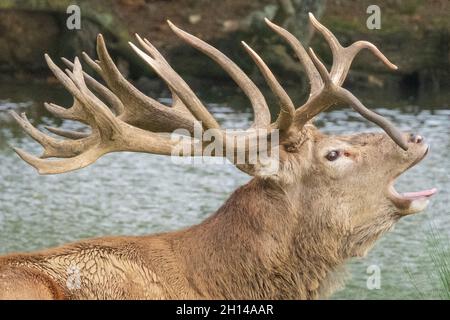 Red Stag Deer anglais présentant des bois, aboyant, hurlant et appelant, en ornières, en saison de reproduction. Woburn, Angleterre. Banque D'Images