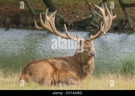 Red Stag Deer anglais présentant des bois, aboyant, hurlant et appelant, en ornières, en saison de reproduction. Woburn, Angleterre. Banque D'Images