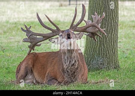 Red Stag Deer anglais présentant des bois, aboyant, hurlant et appelant, en ornières, en saison de reproduction. Woburn, Angleterre. Banque D'Images