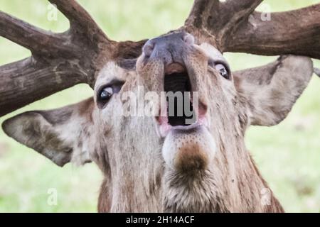 Red Stag Deer anglais présentant des bois, aboyant, hurlant et appelant, en ornières, en saison de reproduction. Woburn, Angleterre. Banque D'Images