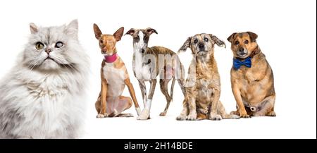 Groupe de malades, aveugles, blessés, chiens et chats dans une rangée, isolés sur blanc Banque D'Images