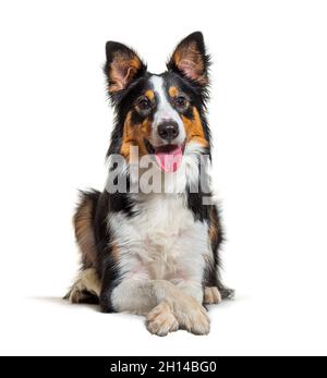 Border collie couché et pleurs, a croisé des armes pendant une séance d'entraînement Banque D'Images