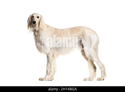 Portrait de profil de chien gris Saluki debout et regardant l'appareil photo, isolé sur blanc Banque D'Images