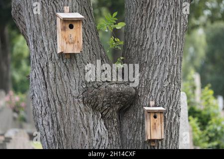 Deux maisons d'oiseaux sur un vieux arbre dans un parc de la ville Banque D'Images