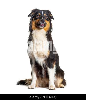 Australian Shepherd dog sitting in front of white background Banque D'Images
