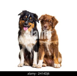 Deux chiens de berger australiens assis ensemble, isolés sur du blanc Banque D'Images