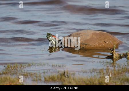 Coulisse à oreilles rouges, Trachemys scripta elegans, sur le bord du lac Banque D'Images
