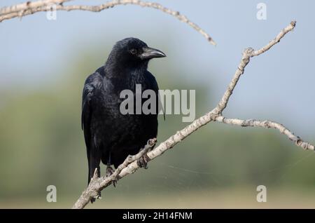 Crow américain, Corvus brachyrhynchos, perchée sur des branches et des plumes de rembourrage Banque D'Images