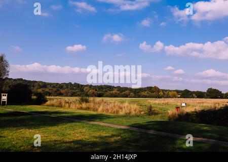 Ashtead vue commune sur la forêt boisée à travers le champ le jour ensoleillé, Surrey, Angleterre, Royaume-Uni, octobre 2021 Banque D'Images