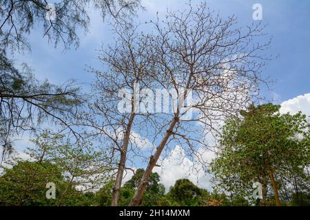 Arbres énormes au parc national de Phu Quoc, dans le sud du Vietnam. Banque D'Images