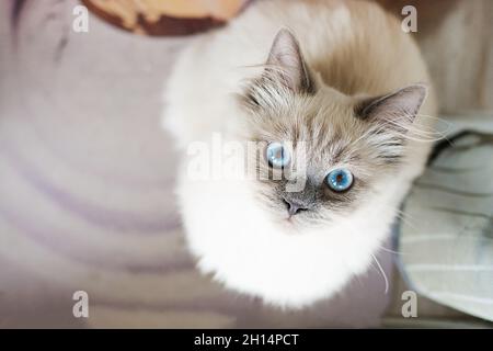 Un chat blanc en position accroupie avec un grand œil surpris Banque D'Images