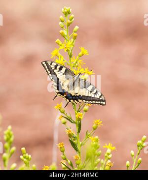 Papillon à queue de cheval Papillo machaon dans la campagne espagnole, en se prélassant sous le soleil sur la route de la Camino de Santiago le chemin de Saint-Jacques Banque D'Images