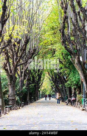 Allée vide dans le parc Cismigiu à Bucarest, capitale de la Roumanie Banque D'Images