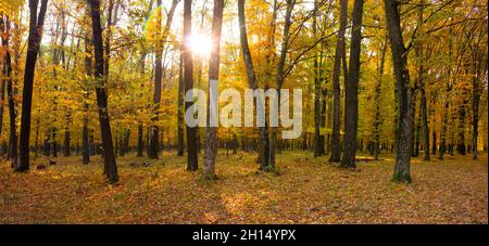 Panorama de la forêt d'automne.Le soleil brille à travers les feuilles jaunes et les branches des arbres Banque D'Images