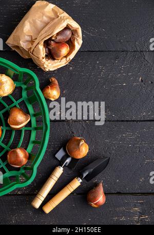 Vue ci-dessus du panier de plantation de tulipes avec des bulbes de tulipes dans un sac en papier brun.Arrière-plan de jardinage en bois noir. Banque D'Images