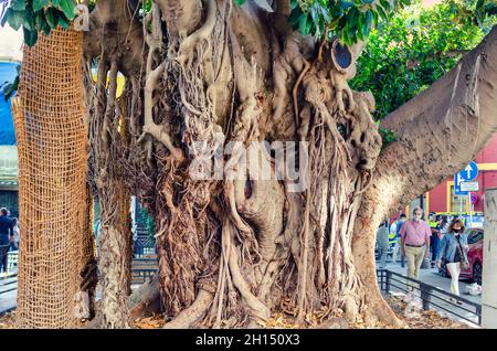 Vieux liana, Ficus macrophylla ou microcarpa, avec des racines d'air dans un carré de Séville, Espagne. Banque D'Images