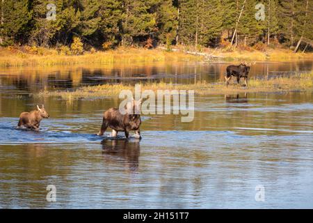 Femelle et veau à l'orignal taureau dans la rivière aux couleurs d'automne, Island Park, Idaho Banque D'Images