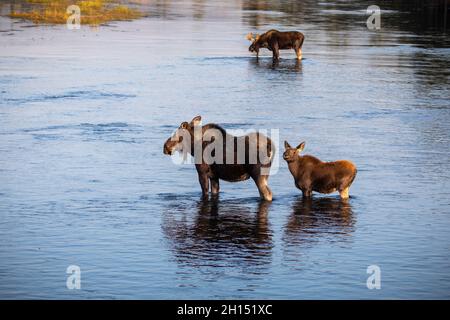 Femelle orignal et veau dans la rivière et le taureau avec couleurs d'automne, Island Park, Idaho Banque D'Images