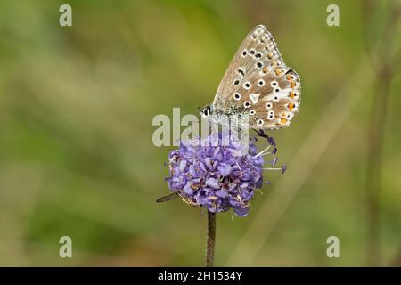 Bleu de Chalk Hill - Polyommatus coridon se nourrit de Devil's-bit Scabious-Succisa pratensis. Banque D'Images