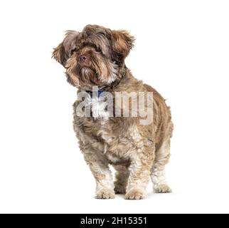 Le chien de Shichi est Shih Tzu Chihuahua Mix.Debout et isolé sur blanc Banque D'Images