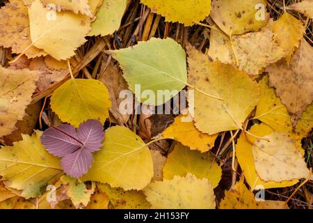 Automne feuilles sauvages de fraise de forêt sur fond de feuilles de bouleau tombées. Banque D'Images