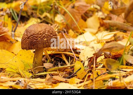 Vieux champignons comestibles de bouleau pousse dans la forêt au début de l'automne matin nuageux. Banque D'Images