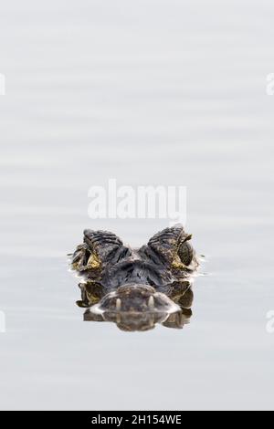 Un caiman jacare, le yacara Caiman, à la surface de l'eau.Pantanal, Mato Grosso, Brésil Banque D'Images