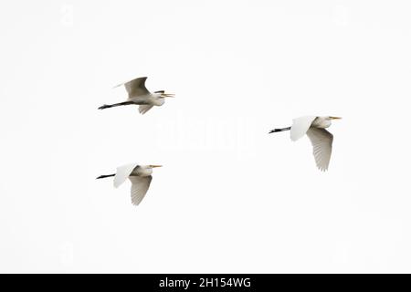 Trois grands aigrettes, Ardea alba, en vol au-dessus de Pantanal.Pantanal, Mato Grosso, Brésil Banque D'Images