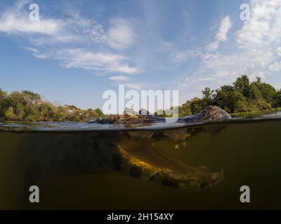 Gros plan portrait sous-marin d'un caiman jacare, Caiman yacare, dans le Rio Claro.Rio Claro, Pantanal, Mato Grosso, Brésil Banque D'Images