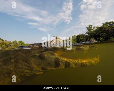 Gros plan portrait sous-marin d'un caiman jacare, Caiman yacare, dans le Rio Claro.Rio Claro, Pantanal, Mato Grosso, Brésil Banque D'Images